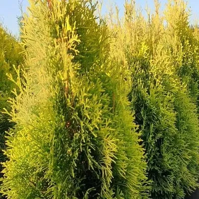 Туя ГОЛДЕН СМАРАГД западная  Туя ГОЛДЕН СМАРАГД западная в Ростове-на-Дону