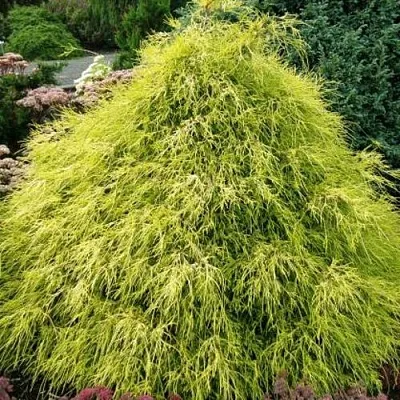 Кипарисовик ФИЛИФЕРА АУРЕА горохоплодный  Кипарисовик ФИЛИФЕРА АУРЕА горохоплодный в Ростове-на-Дону