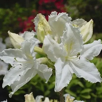 Азалия ОКСИДОЛ листопадная в Ростове-на-Дону