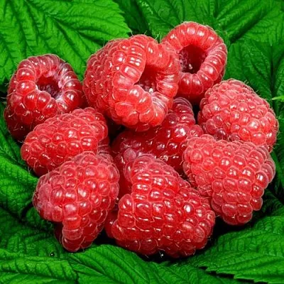 Саженцы малины оптом  Саженцы малины оптом в Ростове-на-Дону