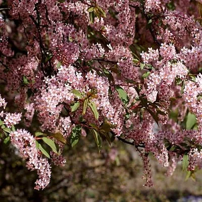 Черемуха  Черемуха в Ростове-на-Дону