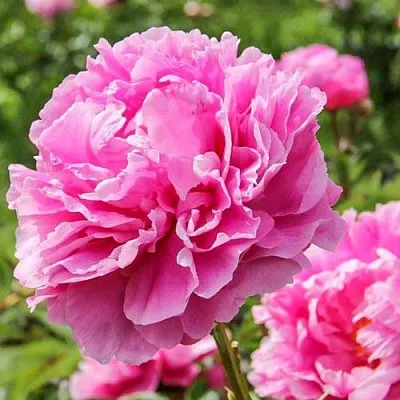 Пион АЛЕКСАНДР ФЛЕМИНГ травянистый  Пион АЛЕКСАНДР ФЛЕМИНГ травянистый в Ростове-на-Дону