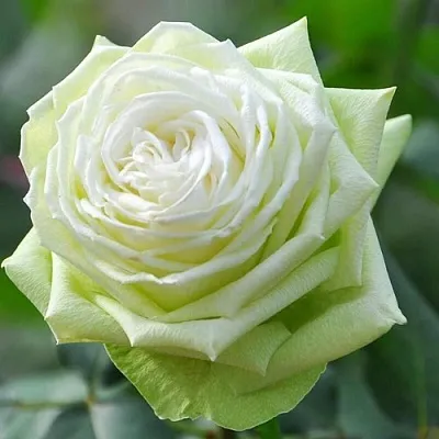 Саженцы роз ВАКАНА японская  Саженцы роз ВАКАНА японская в Ростове-на-Дону