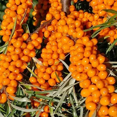 Облепиха ЕЛИЗАВЕТА  Облепиха ЕЛИЗАВЕТА в Ростове-на-Дону