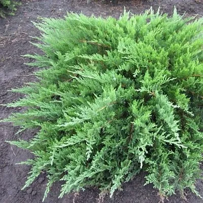 Можжевельник ТАМАРИСЦИФОЛИЯ казацкий  Можжевельник ТАМАРИСЦИФОЛИЯ казацкий в Ростове-на-Дону