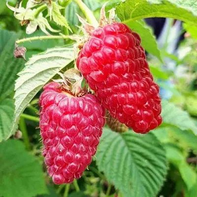 Малина ПШЕХИБА в Ростове-на-Дону