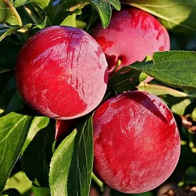 слива БЕРБАНК ГИГАНТ слива БЕРБАНК ГИГАНТ