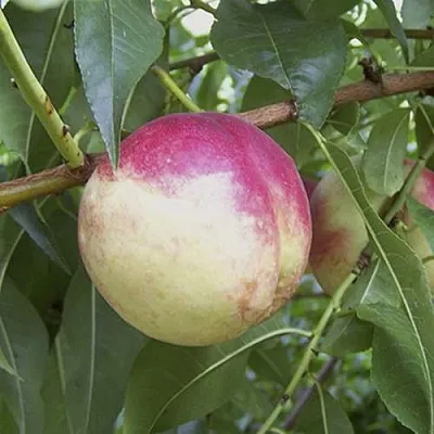 ПИЧЕРИН  ПИЧЕРИН в Ростове-на-Дону