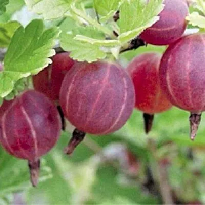 Крыжовник РАВОЛТ  Крыжовник РАВОЛТ в Ростове-на-Дону