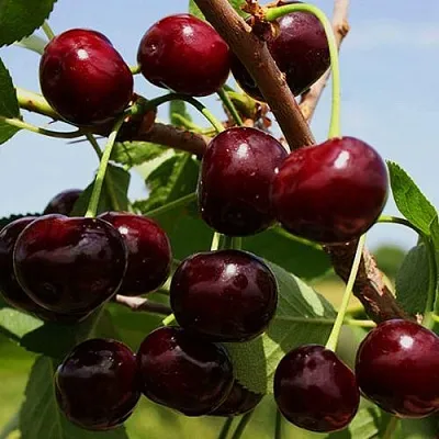 Вишня РОВЕСНИЦА  Вишня РОВЕСНИЦА в Ростове-на-Дону