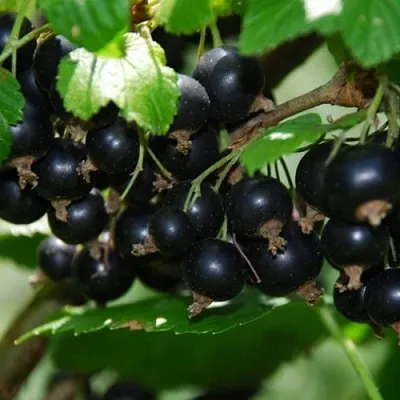 Смородина черная ГЛОБУС  Смородина черная ГЛОБУС в Ростове-на-Дону