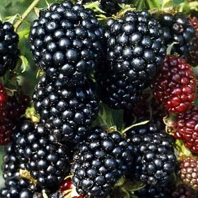 Ежевика ЭВЕРГРИН бесшипная  Ежевика ЭВЕРГРИН бесшипная в Ростове-на-Дону