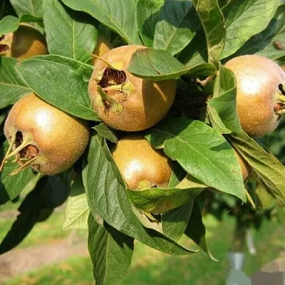 МУШМУЛА   МУШМУЛА  в Ростове-на-Дону