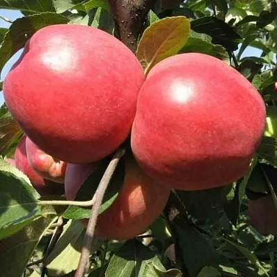 Яблоня ЗАСЛАВСКОЕ  Яблоня ЗАСЛАВСКОЕ в Ростове-на-Дону