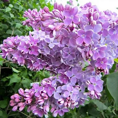 Сирень ОЛЯ  Сирень ОЛЯ в Ростове-на-Дону