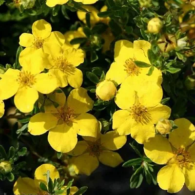 Лапчатка ХАКМАНС ГИГАНТ кустарниковая  Лапчатка ХАКМАНС ГИГАНТ кустарниковая в Ростове-на-Дону