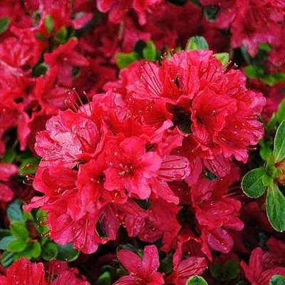 Азалия ХИНО КРИМСОН японская  Азалия ХИНО КРИМСОН японская в Ростове-на-Дону