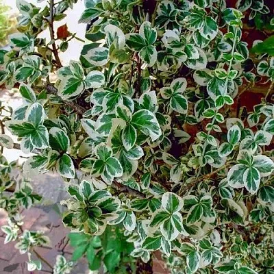 Бересклет ВАРИЕГАТУС форчуна  Бересклет ВАРИЕГАТУС форчуна в Ростове-на-Дону