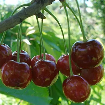 саженцы черевишни саженцы черевишни