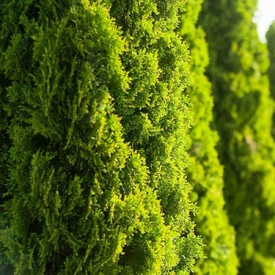 Туя  Туя в Ростове-на-Дону