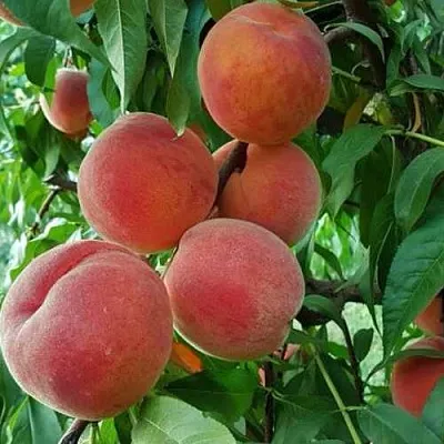 Персик САНКРЕСТ  Персик САНКРЕСТ в Ростове-на-Дону