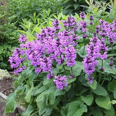 Буквица крупноцветковая  Буквица крупноцветковая в Ростове-на-Дону