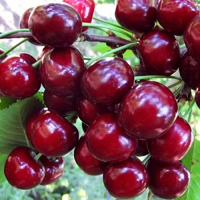 Вишня ЖУКОВСКАЯ  Вишня ЖУКОВСКАЯ в Ростове-на-Дону