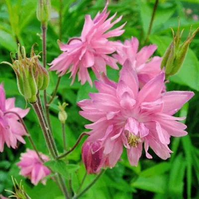 Аквилегия БАРЛОУ ПИНК гибрид МакКаны — описание сорта Аквилегия БАРЛОУ ПИНК гибрид МакКаны в Ростове-на-Дону