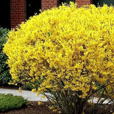 Форзиция ЛИНВУД  Форзиция ЛИНВУД в Ростове-на-Дону