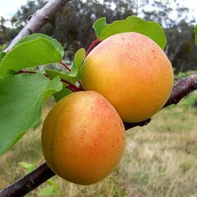 Абрикос ОРЛОВЧАНИН  Абрикос ОРЛОВЧАНИН в Ростове-на-Дону