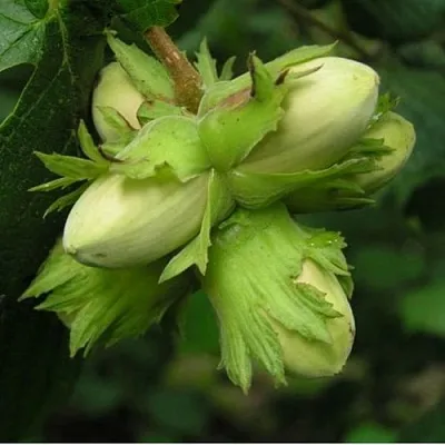 Фундук ТАМБОВСКИЙ ПОЗДНИЙ  Фундук ТАМБОВСКИЙ ПОЗДНИЙ в Ростове-на-Дону