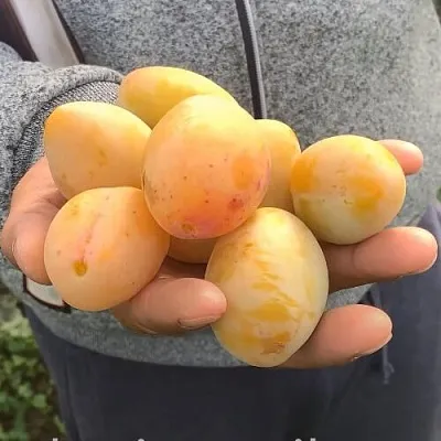 Слива ЯХОНТОВАЯ  Слива ЯХОНТОВАЯ в Ростове-на-Дону