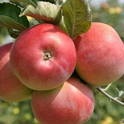 Яблоня ВЭМ-РОЗОВЫЙ  Яблоня ВЭМ-РОЗОВЫЙ в Ростове-на-Дону