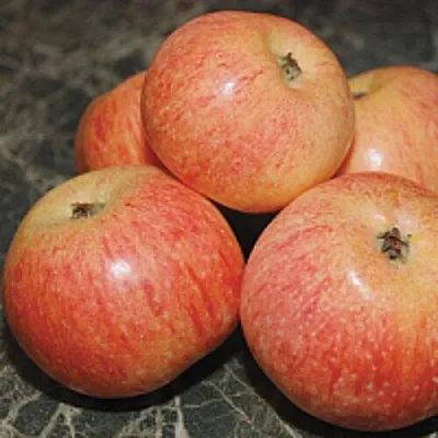 Яблоня КОНФЕТНОЕ  Яблоня КОНФЕТНОЕ в Ростове-на-Дону