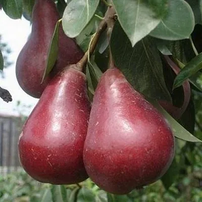 Груша СТАРКРИМСОН  Груша СТАРКРИМСОН в Ростове-на-Дону