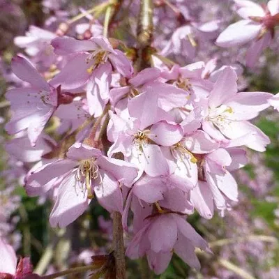 Сакура ПЕНДУЛА РУБРА  Сакура ПЕНДУЛА РУБРА в Ростове-на-Дону