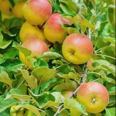Яблоня ПАМЯТЬ БЛЫНСКОГО колонновидная  Яблоня ПАМЯТЬ БЛЫНСКОГО колонновидная в Ростове-на-Дону