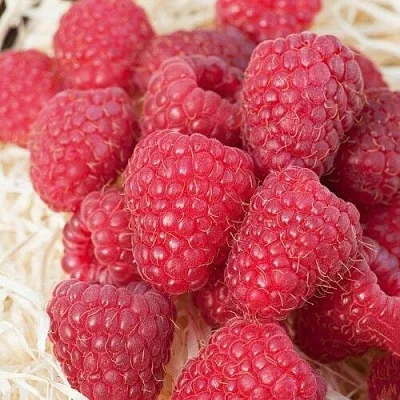 Малина МАРАСТАР  Малина МАРАСТАР в Ростове-на-Дону