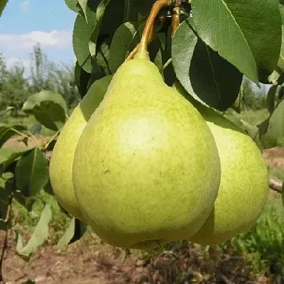 Груша МЕДОВАЯ колонновидная  Груша Медовая Колонновидная в Ростове-на-Дону