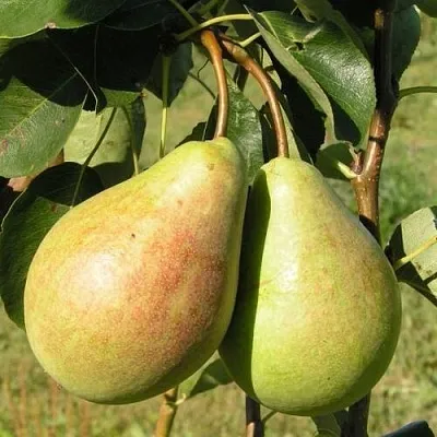 Груша ДУХМЯНАЯ  Груша ДУХМЯНАЯ в Ростове-на-Дону