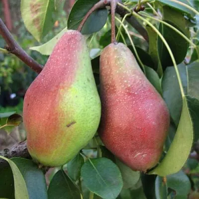 Груша ЯКОВЛЕВСКАЯ  Груша ЯКОВЛЕВСКАЯ в Ростове-на-Дону