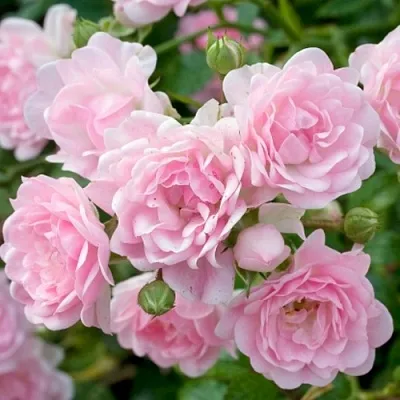 Саженцы роз ЗЕ ФЕЙРИ почвопокровная в Ростове-на-Дону