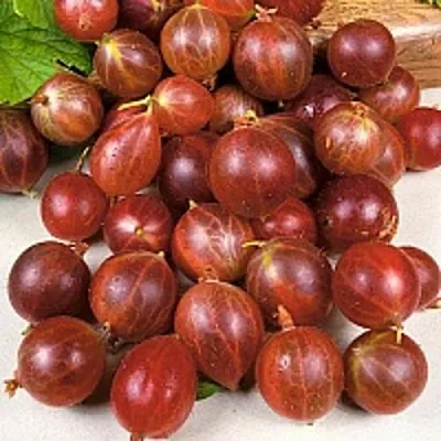 Крыжовник ОЛАВИ (ХИННОНМАЕН ПУНАЙНЕН)  Крыжовник ОЛАВИ (ХИННОНМАЕН ПУНАЙНЕН) в Ростове-на-Дону