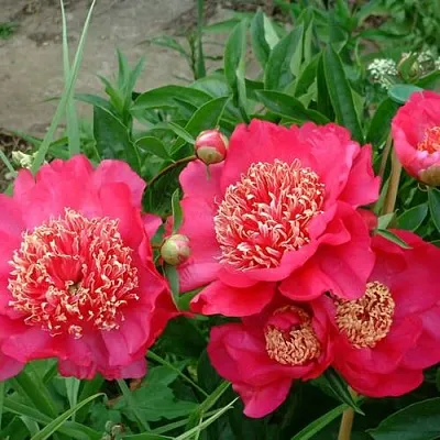 Пион БАРРИНГТОН БЕЛЬ травянистый  Пион БАРРИНГТОН БЕЛЬ травянистый в Ростове-на-Дону