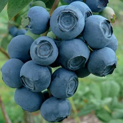 Голубика РУБЕЛ  Голубика РУБЕЛ в Ростове-на-Дону