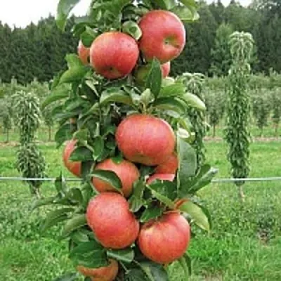 Яблоня ЯНТАРНОЕ ОЖЕРЕЛЬЕ колонновидная  Яблоня ЯНТАРНОЕ ОЖЕРЕЛЬЕ колонновидная в Ростове-на-Дону