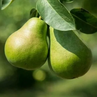 Груша Г-1 колонновидная  Груша Г-1 колонновидная в Ростове-на-Дону