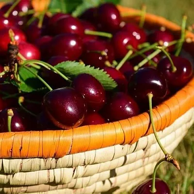 Вишня НЕСВИЖСКАЯ  Вишня НЕСВИЖСКАЯ в Ростове-на-Дону