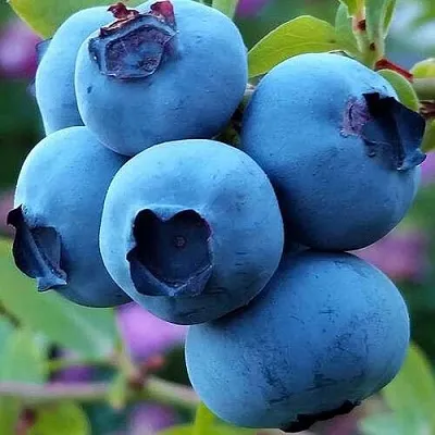 Голубика  Голубика в Ростове-на-Дону