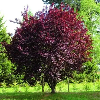 Декоративная  Декоративная в Ростове-на-Дону